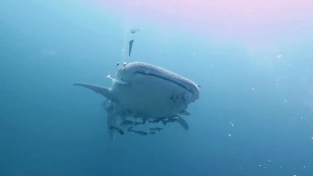 Whale shark-King Cruiser смотреть онлайн