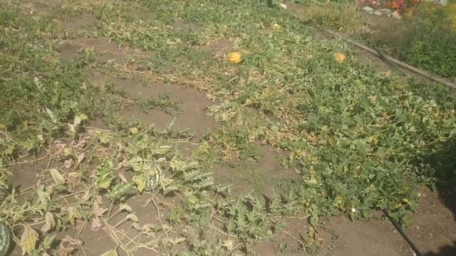 бахча в Магнитогорске смотреть онлайн