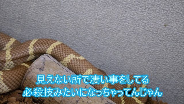 ヘビのエサやりトーク書き起こしシリーズ（カリキンハイポ編） смотреть онлайн