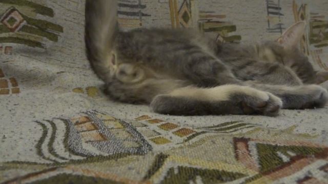 Танец жопки с яйками смотреть онлайн