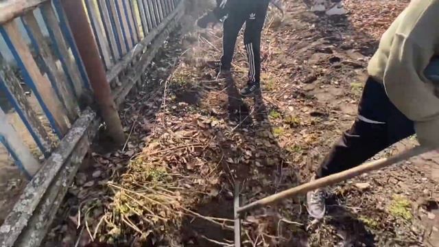 Члены волонтёрского отряда «Волонтёрик» оказали помощь в уборке огорода!