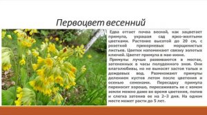 Травянистые растения Тульской области