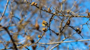 Щеглы в Устьинском сквере Москвы