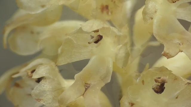 Nestwurz - Orchidee (Neottia Nidus-avis). Eifel / Ellerbachtal Bei Dohr 2016