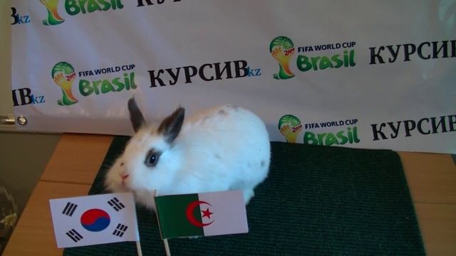 Предсказание Шнуфель. Южная Корея - Алжир. смотреть онлайн