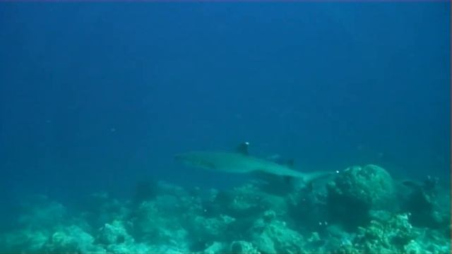 Maldives 2011_sharks.wmv смотреть онлайн