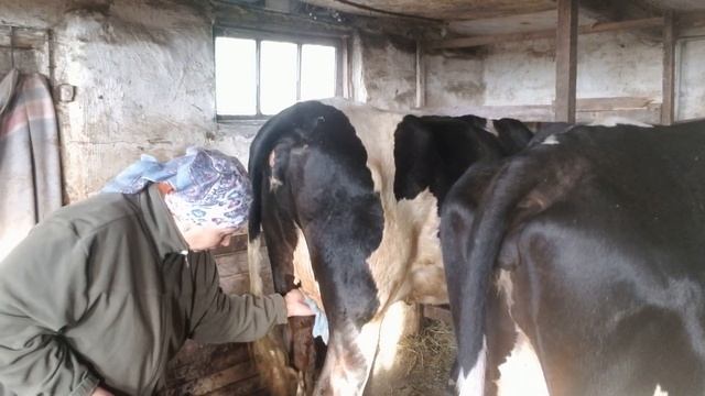 Ветеринар не приехал,лечим Маргошу,уборка хлама смотреть онлайн