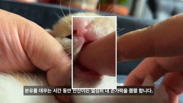 길에서 구조된 안산이는 쭙쭙이를 정말 좋아 합니다 / S2EP6