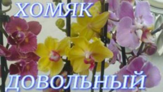 №1034/ ОХ и НАКУПИЛА!!! Хомяк СЧАСТЛИВ. смотреть онлайн