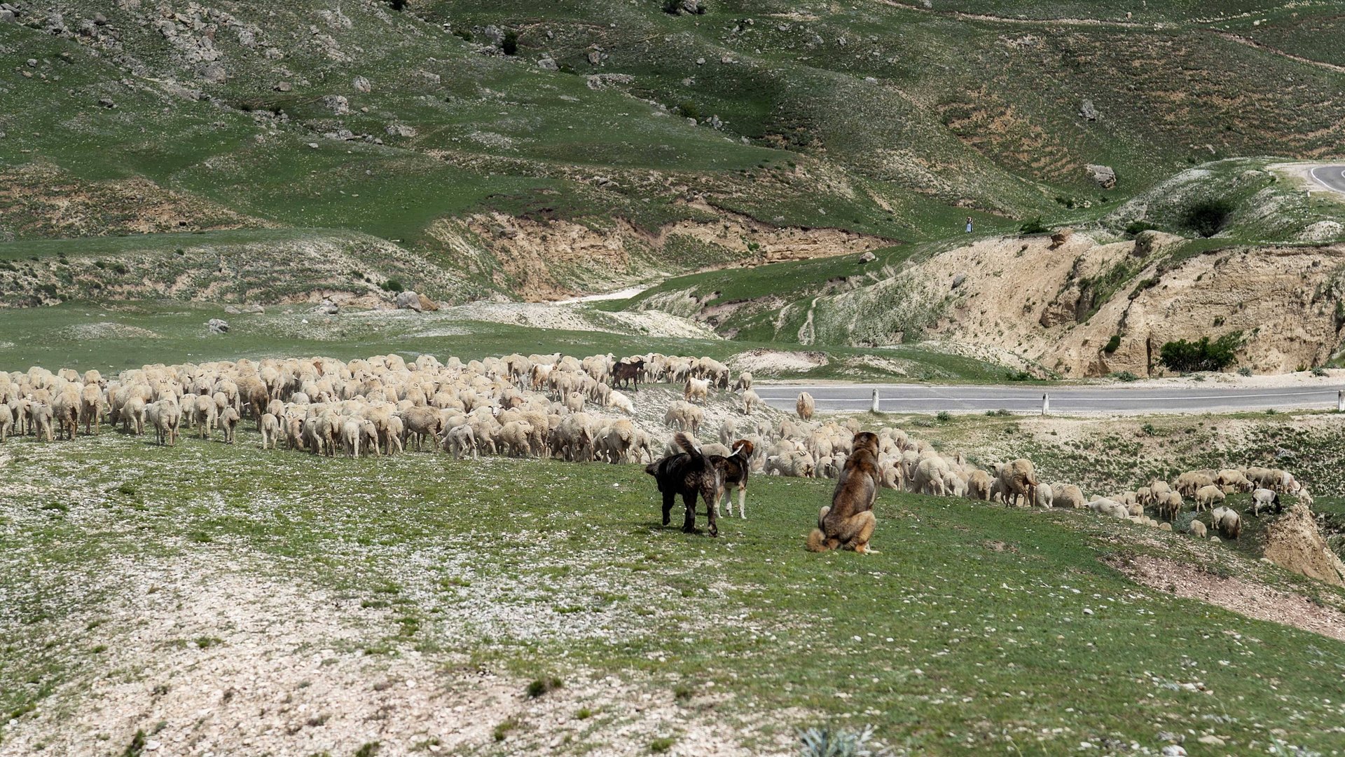 Дагестан. Перегон отар на летние пастбища. Собаки-пастухи в помощь чабану смотреть онлайн
