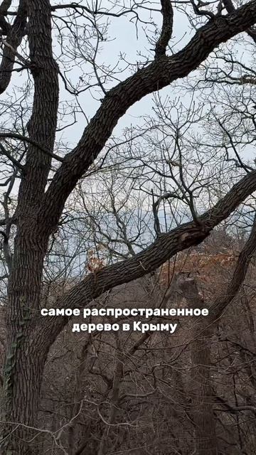 Обзор бассейна в глэмпинге La Skala в Крыму смотреть онлайн