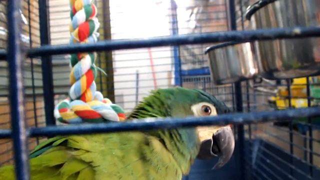 зеленый попугай,сегодня в агрессивном настроении смотреть онлайн