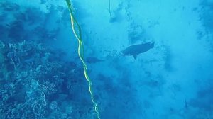 Большой Наполеон «докапывается» до рыбы  Крокодила🤣. Красное море. Шарм-эш-Шейх. Шаркс-Бей. 2024