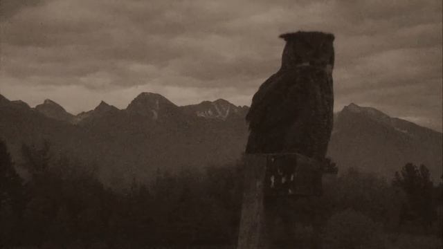 🎵 Голос филина.Перекличка. смотреть онлайн