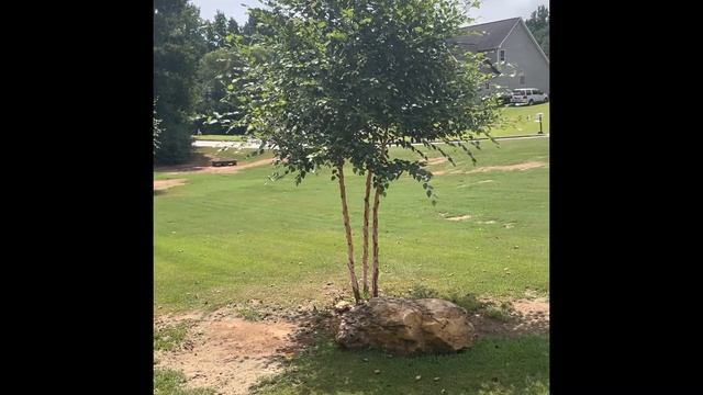 Talking River Birch Trees смотреть онлайн