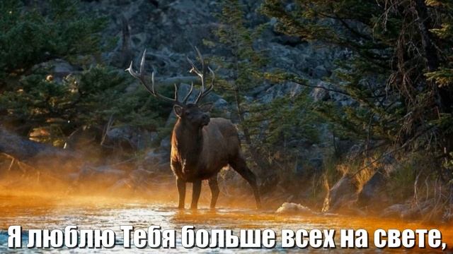 Как олень ищет путь смотреть онлайн