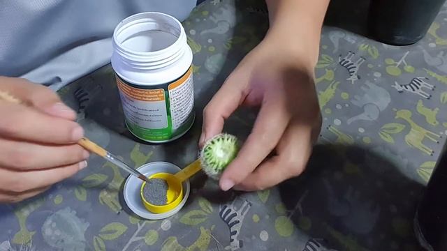 NuttyCactus EP013 : ชำหน่อ Mammillaria Lenta & Mammillaria Hahniana смотреть онлайн