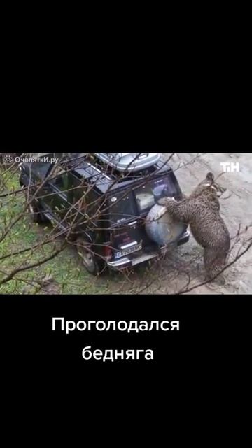 Голодный медведь смотреть онлайн