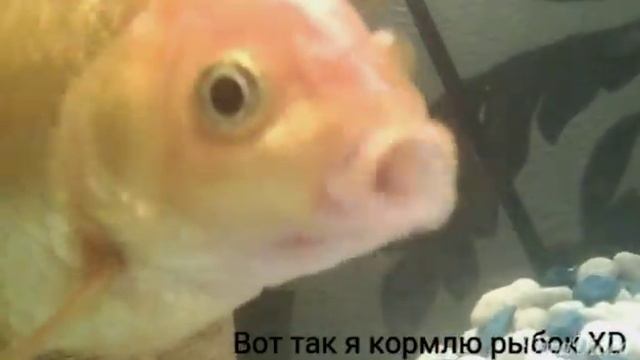 Вот так каждый день я кормлю рыбок XD #1 смотреть онлайн