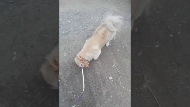 Выгуливаю свою собаку! смотреть онлайн
