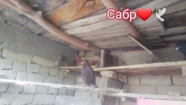 Кафтар смотреть онлайн