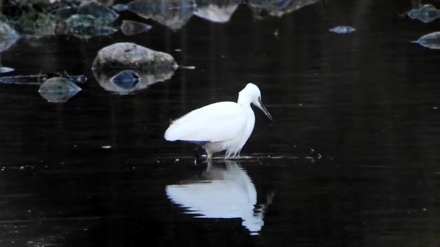 Garceta común alimentándose en el Río Guadalix, en Guadalix de la Sierra, Madrid. смотреть онлайн