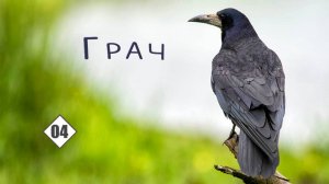 04_Грач