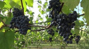 Виноград Денисовский 2024г.