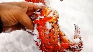 Королевский колючий краб. Юг Сахалина.