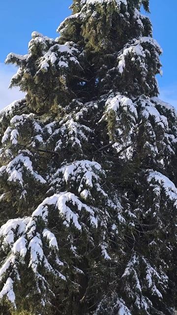 Зима в Абхазии.
23 февраля 2025 г
#Абхазия #снег #зима