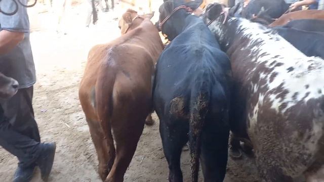 🇹🇯🦬🐑Шанбе бозори Худжанд мол калон майда Молбозори худжанд хучанд 29 июня 2024 г.BOZOR Molbozor