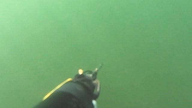 Сом подранок река Урал