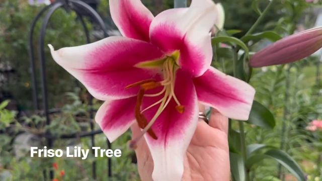 How to Identify Trumpet Lily and Orienpet/Tree Lily/OT Hybrid смотреть онлайн