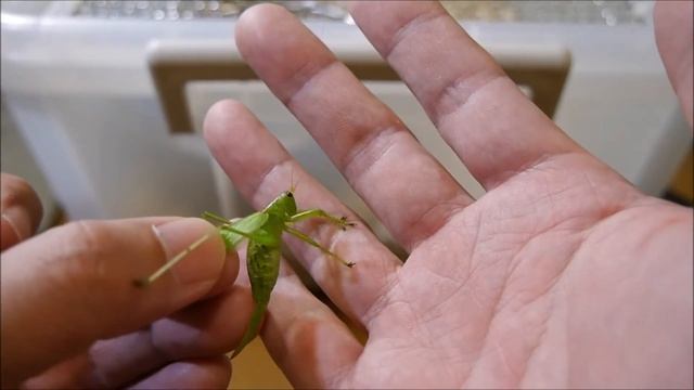 バッタ長生き選手権 いよいよ決勝戦 Long-lived grasshoppers, the last two species смотреть онлайн