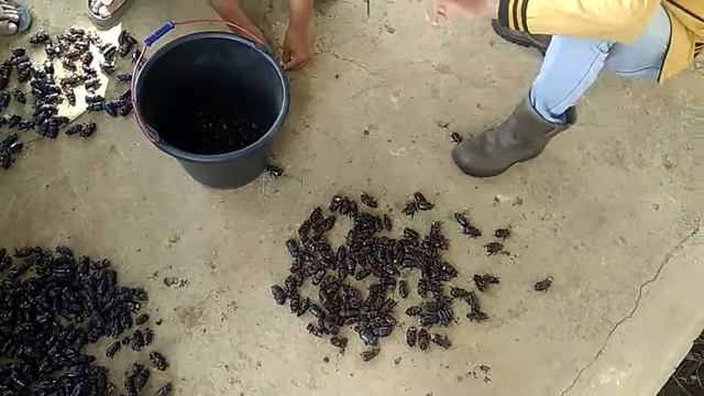 #4 - Oryctes rhinoceros - Hasil Perangkap Pheromone смотреть онлайн