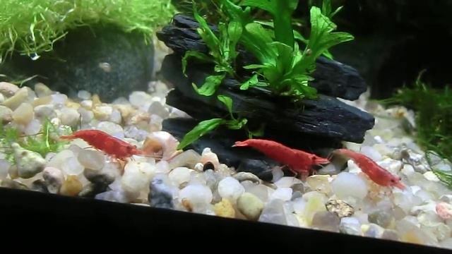 Sakuras , neocaridina heteropoda смотреть онлайн