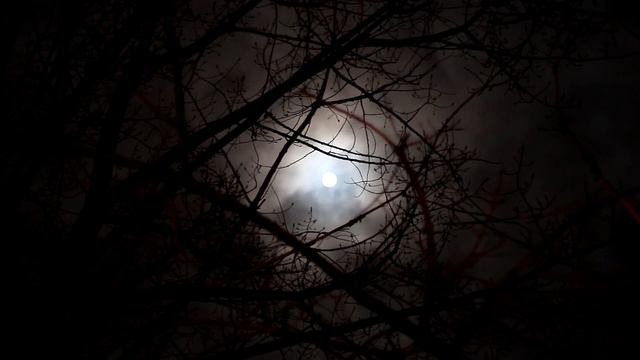 Мрачный лес Страшные истории смотреть онлайн