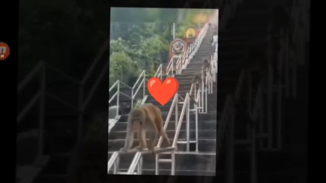 😻 смотреть онлайн