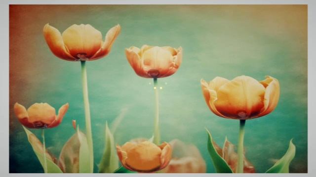 Тюльпаны