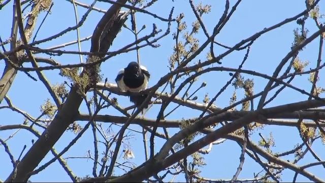 Птенец сороки