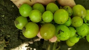 Гран При селекция Щенникова Олега на 23.07.21 виноград Теплова Татьяна