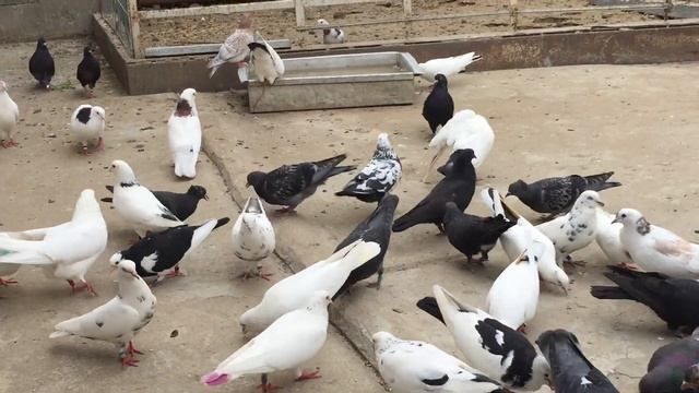 #Pigeon.Чем пропоит голубей в сырую,влажную погоду. смотреть онлайн
