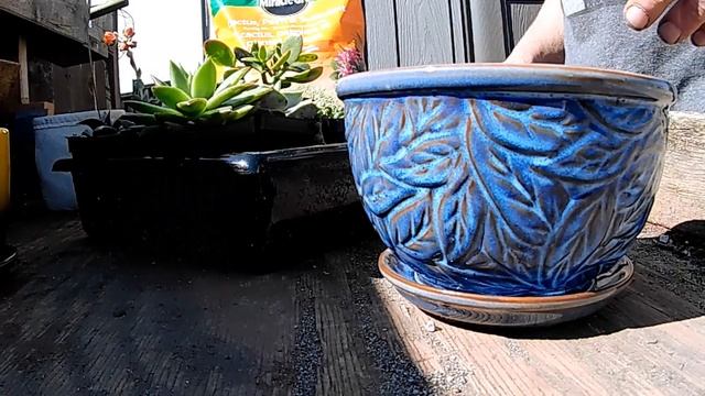 Succulents - A New Direction. смотреть онлайн