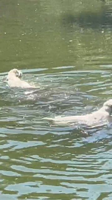 Алабаи любят плавать Щенки среднеазиатской овчарки алабаи питомника Таёжный Талисман #щенкиалабая смотреть онлайн