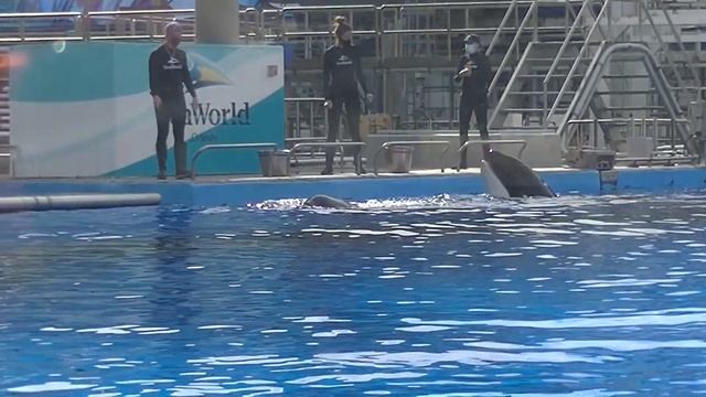 Trua poses/Makaio breaches - December 2, 2020 - SeaWorld Orlando смотреть онлайн