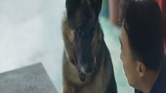 Спасти панду смотреть онлайн