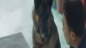 Спасти панду