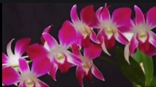 Реанимация дендробиума фаленопсиса с 100% результатом Часть 1