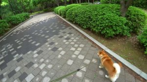 Корея утопает в цветах ^^ Влог + прогулка по району ;) KOREA VLOG