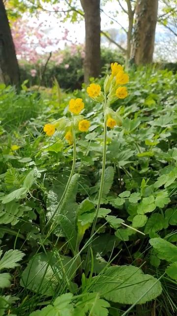 Beautiful Wild Cowslips (Primula Veris) - a sure sign of Spring! смотреть онлайн